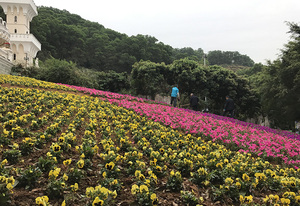 龙凤山庄花海