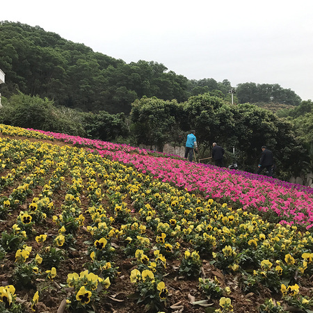 龙凤山庄花海-1
