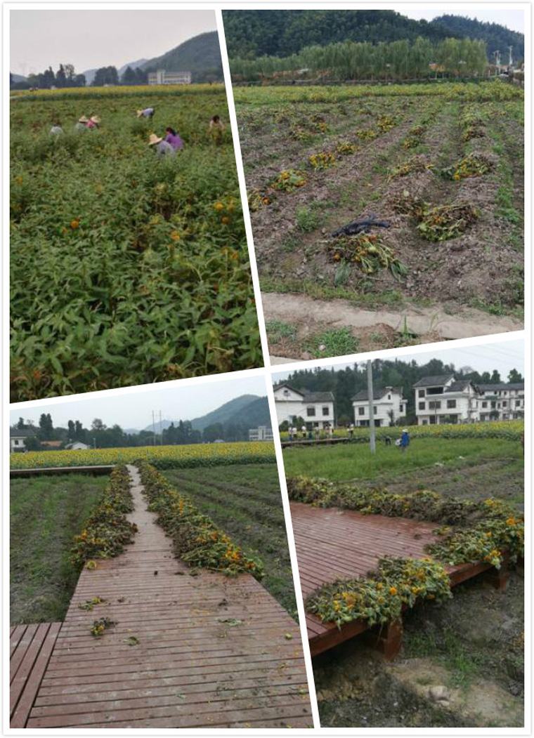 花 3.5.jpg